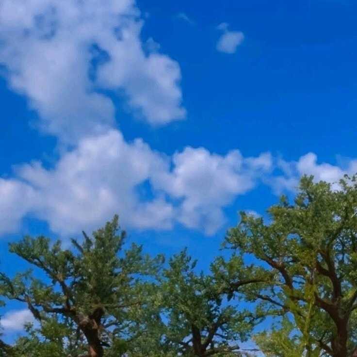 دانلود اهنگ دختر شیرازی جونم دختر شیرازی موهاتو به من بنما